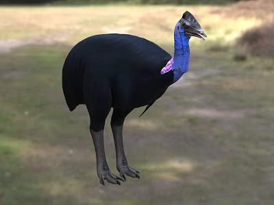 Flying Animal With Black Feathers Blue Neck And Pink Throat Standing On Grassland 3d model