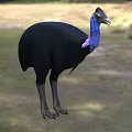 Flying Animal With Black Feathers Blue Neck And Pink Throat Standing On Grassland
