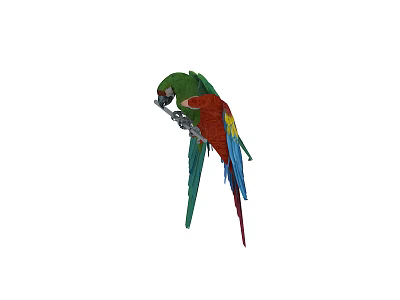 Vibrant Green Red Blue Parrot as Flying Animal With Colorful Feathers And Long Tail 3d model