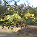 leaf sea dragon leaf shape sea dragon dragon dragon branch leaf seahorse marine biological animal 3d model