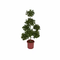 Tiered Shaped Green Plant in Red Pot with Lush Green Leaves Garden Decor