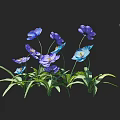 Ten Blue And Purple Poppies With Green Leaves In Full Bloom