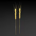 Bunches Of Golden Wheat Stalks On Black Background For Decoration