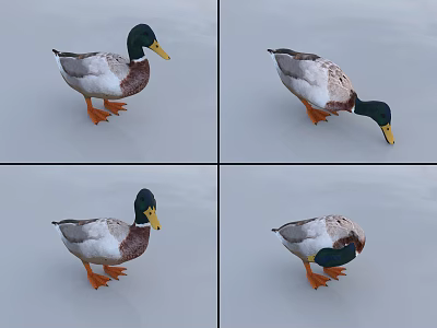 Four Mallard Ducks In Various Poses On Smooth Gray Background 3d model