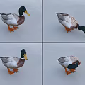 Four Mallard Ducks In Various Poses On Smooth Gray Background