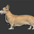 Corgi Dog With Light Brown And White Smooth Coat Standing On Dark Reflective Surface