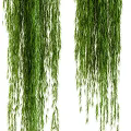 Beautiful Lush Green Trailing Hanging Potted Plants For Indoor Home Decoration