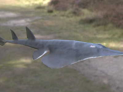 Sawfish Aquatic Animal With Flat Body And Long Saw Like Snout In Ocean Water 3d model