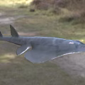 Sawfish Aquatic Animal With Flat Body And Long Saw Like Snout In Ocean Water