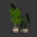 Indoor Decorative Plants With Large Green Leaves And Variegated Foliage In Ceramic Pots