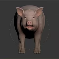 Realistic Pink Pig With Open Mouth Standing On Gray Background With Reflection