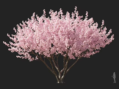 Vibrant Pink Blossom Tree With Multi Branched Trunk And Lush Canopy Design 3d model