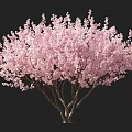 Vibrant Pink Blossom Tree With Multi Branched Trunk And Lush Canopy Design