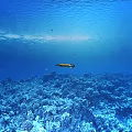 Blue Underwater Ocean Floor With Vibrant Coral Reef And Swimming Fish