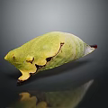 Green Butterfly Pupa With Shiny Surface And Yellow Brown Spots On Dark Background Showing Reflection