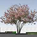 Beautiful Tree With Pink Blossoms Multiple Trunks White Wall And Blue Sky