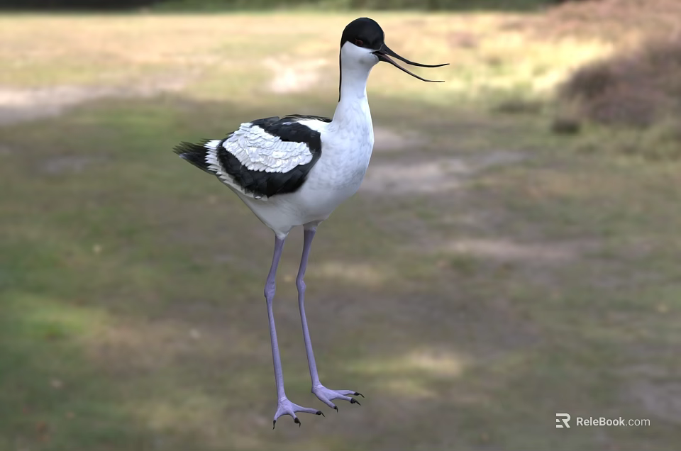 Black and white bird with long beak and legs standing in grassland outdoor setting 3d model 