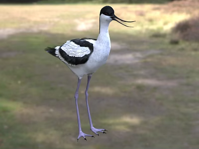 Black and white bird with long beak and legs standing in grassland outdoor setting 3d model