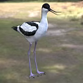 Black and white bird with long beak and legs standing in grassland outdoor setting