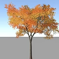 Autumn Tree with Vibrant Orange Leaves Against Blue Sky and White Clouds