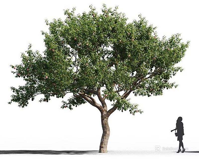 Tall Arbor With Lush Green Leaves Thick Trunk And Pedestrian Nearby 3d model 