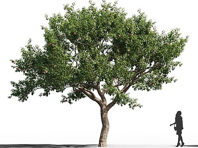 Tall Arbor With Lush Green Leaves Thick Trunk And Pedestrian Nearby 3d model