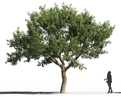Tall Arbor With Lush Green Leaves Thick Trunk And Pedestrian Nearby 3d model