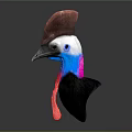 Cassowary Head Isolated With Brown Casque Blue And Red Neck On Dark Background