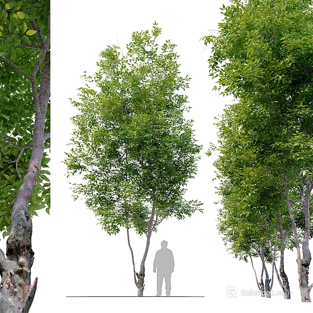 Tall Arbor With Lush Green Foliage And Strong Trunk In Natural Scene 3d model 