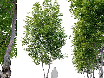 Tall Arbor With Lush Green Foliage And Strong Trunk In Natural Scene 3d model