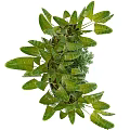Lush Green Tropical Plants with Broad Leaves in Modern Gray Planters for Home Indoor Decor