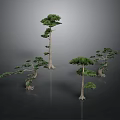 Unique Artistic Plants With Slender Trunks Curved Green Foliage Design