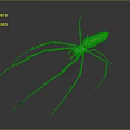Yellow and Black Striped Spider With Long Legs And White Body On Gray Background