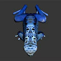 Vibrant Blue Frog With Black Spots And Shiny Skin On Dark Reflective Surface
