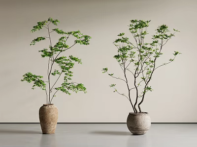 Bonsai Plants With Slender Trunks And Green Leaves In Rustic Clay Pots In Minimalist Space 3d model