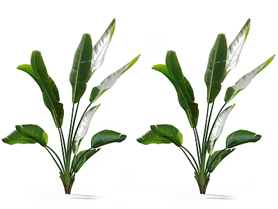 Two Green Tropical Plants With Large Lush Shiny Leaves For Indoor Decoration 3d model
