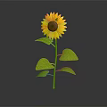 Yellow Sunflower in Ceramic Vase with Green Stem Leaves and Black Background Reflection