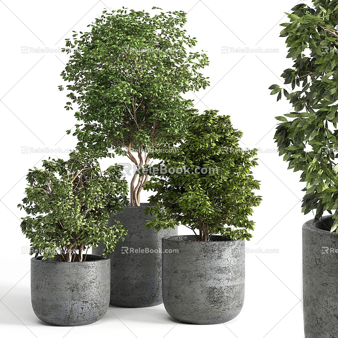 Green Plant Bonsai 3d model