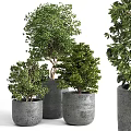 Bonsai Potted Plants Featuring Green Leaves Planted In Gray Decorative Pots For Indoor Decor
