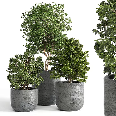 Bonsai Potted Plants Featuring Green Leaves Planted In Gray Decorative Pots For Indoor Decor 3d model
