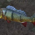 Colorful Tropical Freshwater Fish With Green Yellow Body Black Stripes Red Fins And Red Eyes