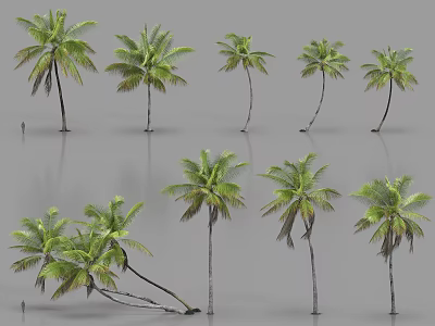 Various Palm Trees With Different Heights Shapes And Growth Forms For Landscape Design 3d model