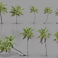 Various Palm Trees With Different Heights Shapes And Growth Forms For Landscape Design 3d model