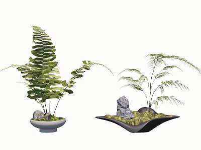 Ground Cover Plants In Decorative Potted Planters With Green Ferns And Stones 3d model