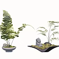 Ground Cover Plants In Decorative Potted Planters With Green Ferns And Stones