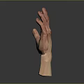 Realistic 3D Human Hand Model With Open Palm Detailed Texture And Reflection