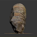 Detailed Organ And Hair Structure Display With Natural Biological Texture