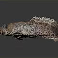 Spotted Marine Fish With Blue Eyes And Distinctive Pattern On Dark Surface 3d model
