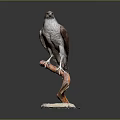 Majestic Hawk Perched On Curved Branch With White Base And Grey Background
