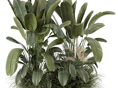 Lush Tropical Plants With Large Green Leaves And Fresh Foliage Arrangement 3d model
